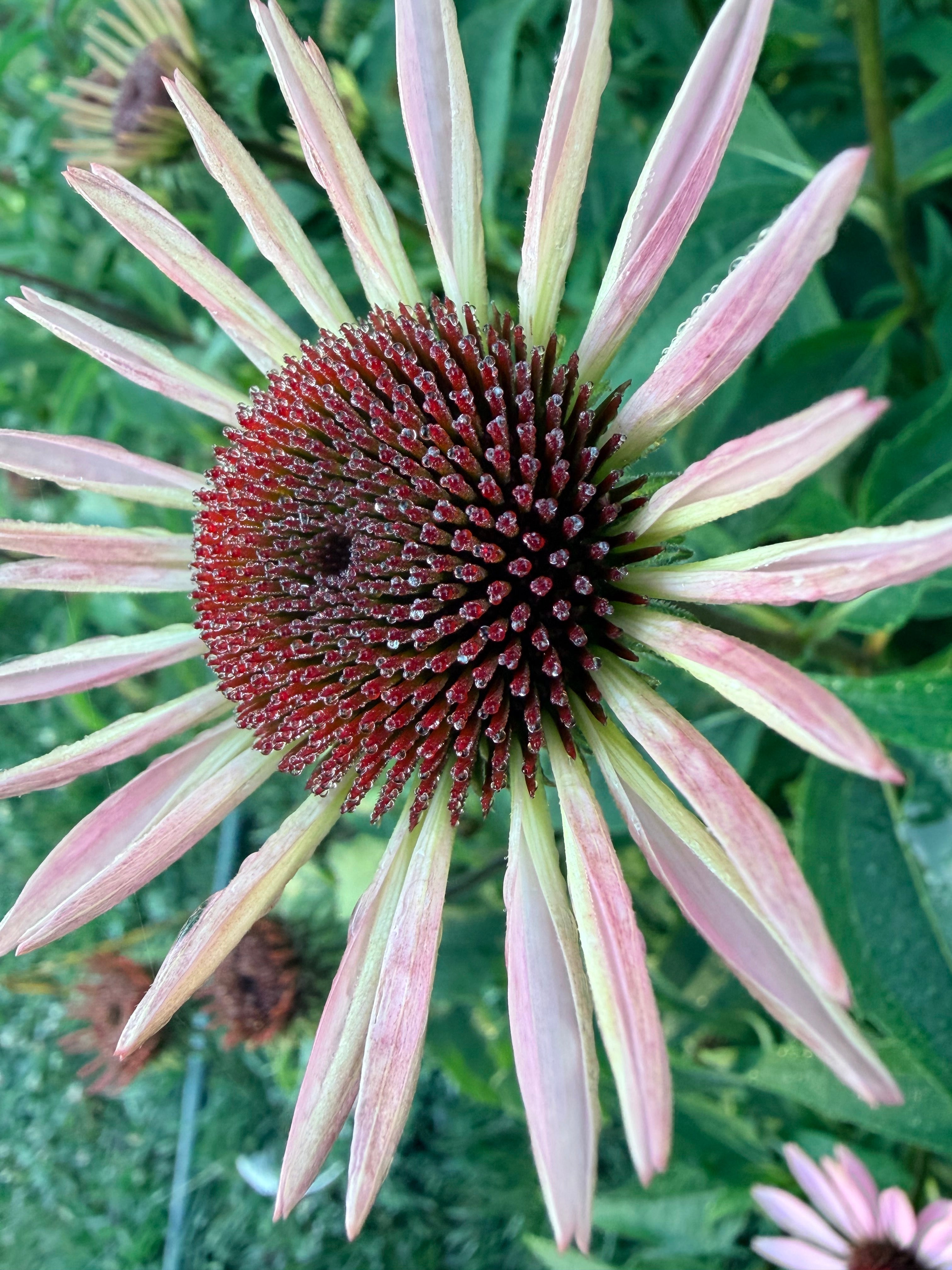 Finding the Rhythm: Growth, Boundaries, and the Beauty of "Slow"