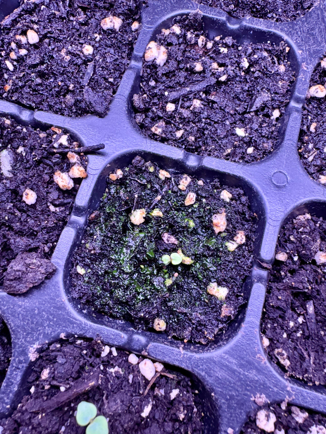 Confessions of a Clumsy Goose